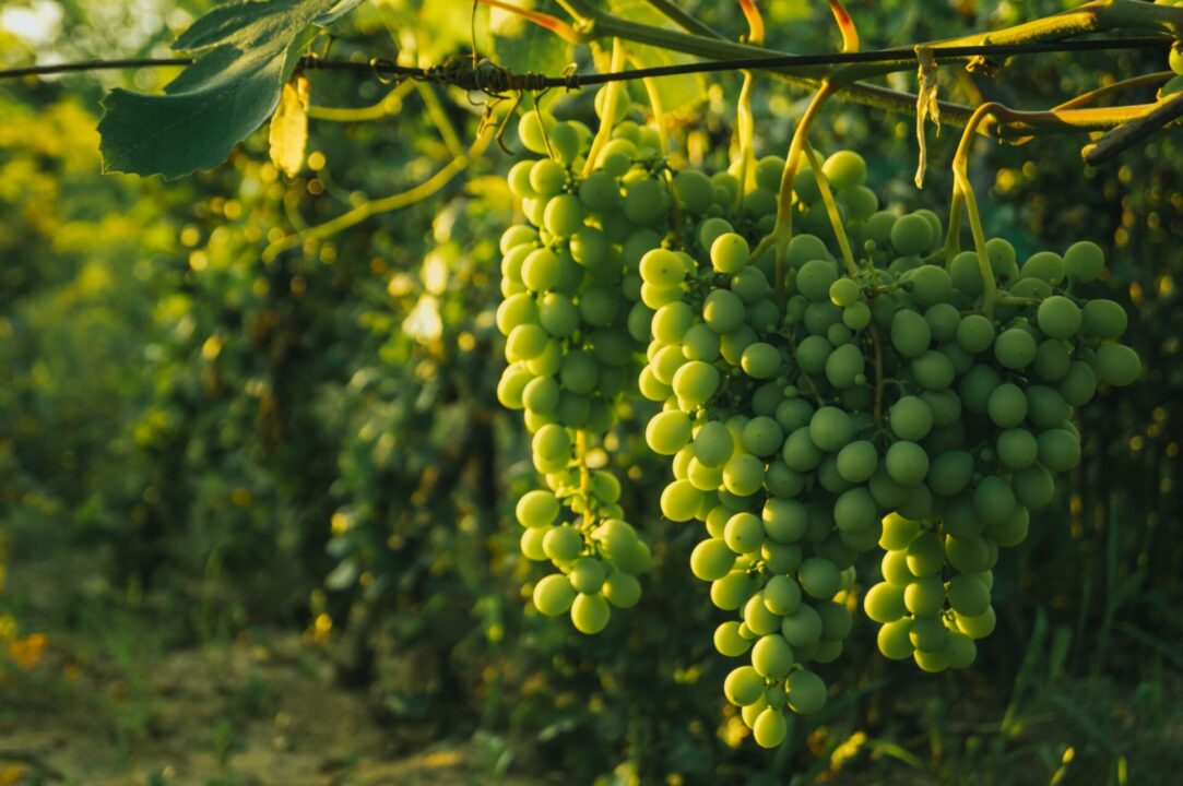 foto de uvas brancas